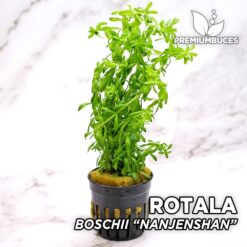 Rotala Boschii “Nanjenshan” Planta de acuario