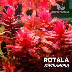 Rotala Macrandra Planta de acuario