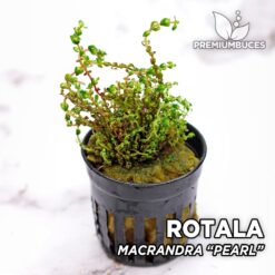 Planta de aquário Rotala Macrandra “Pearl”