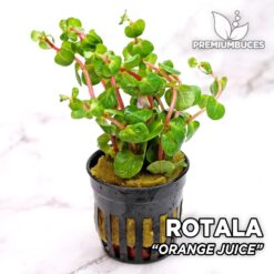 Rotala sp. “Orange Juice” Planta de acuario