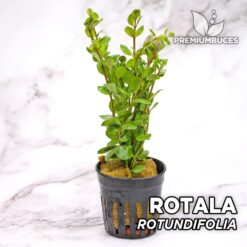 Rotala Rotundifolia Planta de acuario