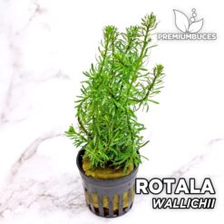 Rotala Wallichii Planta de acuario