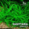 Sagittaria Subulata Planta de acuario