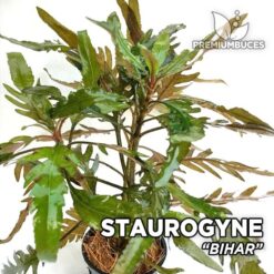Staurogyne Bihar Planta de acuario