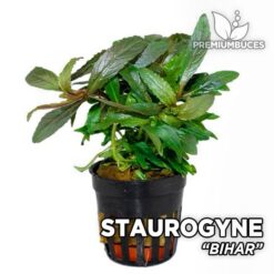 Planta do Aquário Staurogine Bihar