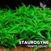 Staurogyne Porto Velho Planta de acuario