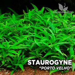 Staurogyne Porto Velho Planta de acuario