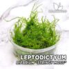 Leptodictyum Riparium "Stringy Moss" Mousse d'aquarium