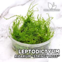 Leptodictyum Riparium “Stringy Moss” Musgo de acuario