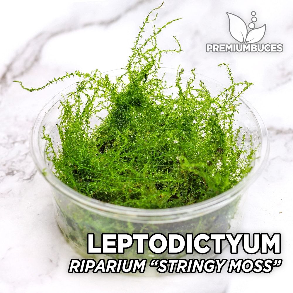 Vesicularia montagnei 'Christmas Moss' - Tropica Aquarium Plants