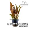 Cryptocoryne Usteriana Planta de acuario