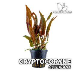 Cryptocoryne Usteriana Planta de acuario