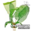 Aponogeton Henkelianus Planta de acuario