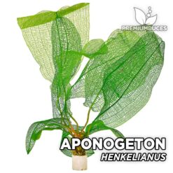 Aponogeton Henkelianus Planta de acuario