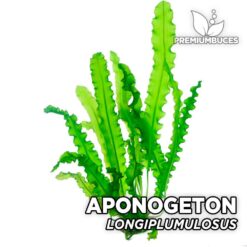 Aponogeton Longiplumulosus Planta de acuario