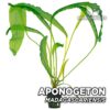 Aponogeton Madagascariensis Planta de acuario