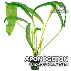 Aponogeton Madagascariensis Planta de acuario
