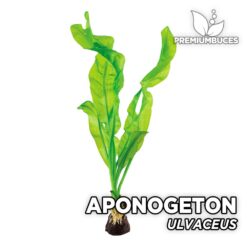 Aponogeton Ulvaceus Planta de acuario