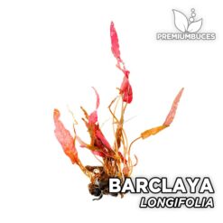 Barclaya Longifolia Planta de acuario