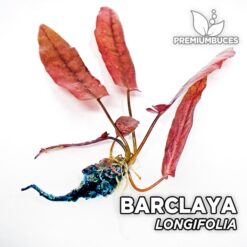 Planta de aquário Barclaya Longifolia