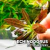 Echinodorus “Little Mystery” Planta de acuario