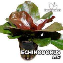 Planta de aquário Echinodorus “Reni”