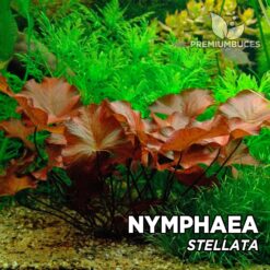 Nymphaea Stellata (Zwiebel) Aquarium Pflanze