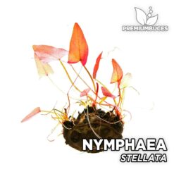 Nymphaea Stellata (Bulbo)