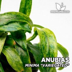 Anubias Minima “Variegated” Planta de acuario