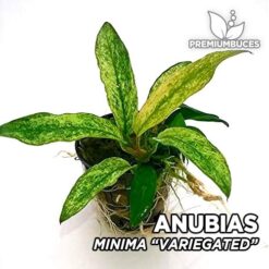 Anubias Minima Pianta dell'acquario "Variegato"