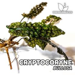 Cryptocoryne Bullosa Planta de acuario