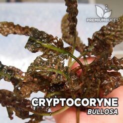 Cryptocoryne Bullosa Planta de acuario