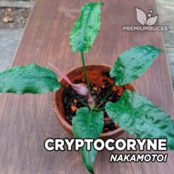 Cryptocoryne “Nakamotoi” Planta de acuario