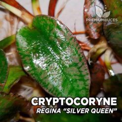 Cryptocoryne Regina “Silver Queen” Planta de acuario