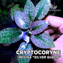 Cryptocoryne Regina "Silver Queen" Pianta dell'acquario