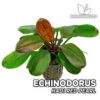 Echinodorus Hadi Red Pearl Planta de acuario