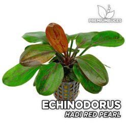 Echinodorus Hadi Red Pearl Planta de acuario