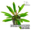 Echinodorus Red Devil Planta de acuario