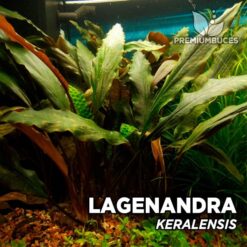 Lagenandra Keralensis Planta de acuario