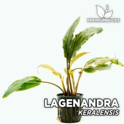 Lagenandra Keralensis Aquarium Plant