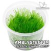 Amblystegium Serpens “Nano Moss” Musgo de acuario