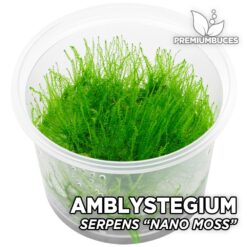 [Imagen: amblystegium-serpens-247x247.jpg]