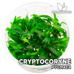 Cryptocoryne Pygmaea planta de acuario