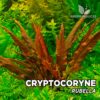 Plante d'aquarium Cryptocoryne "Rubella"