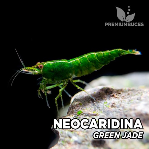 5+1 Amano & 5+1 Green Jade Freshwater Neocaridina Aquarium Shrimp - Beginner Friendly
