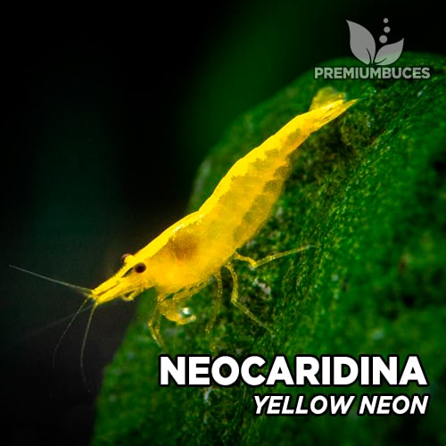 Gambas Neocaridinas Yellow Neon 10 Und Para acuarios agua Dulce gamba amarilla 
