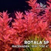 Rotala Macrandra “Mini Type 4” Planta de acuario