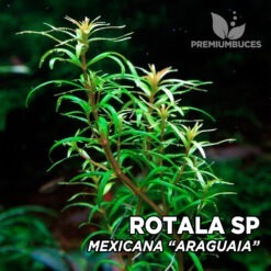 Rotala Mexicana “Araguaia” Planta de acuario
