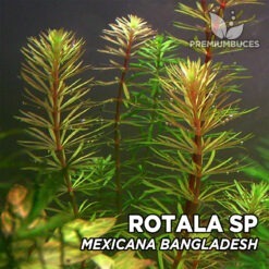 Rotala Mexicana “Bangladesh” Planta de acuario