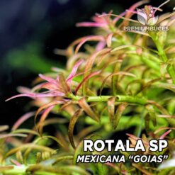 Rotala Mexicana "Goias" Planta de acuario en maceta